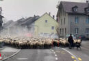 Schweiz: Polizei als unterstützende Schäfer für Herde von 600 Tieren