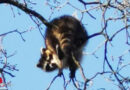 D: Statt der vermeintlichen Katze sitzt ein Waschbär im Baum