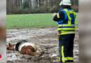 D: Pferd versinkt brusttief in Acker → 30 Feuerwehrkräfte aus Bad Salzuflen retten Hengst