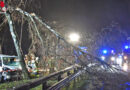 D: Massiv Eingeklemmter und geköpfter Baum nach schwerem Unfall auf A 7 bei Salzhausen