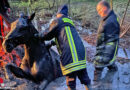 D: Kein Happy-End nach Pferderettung aus Schlamm in Horn-Bad Meinberg