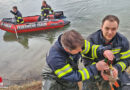 Oö: Trauner Feuerwehr befreit Ente aus Plastikring