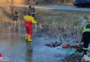 Bayern: Pferd in Traunstein im eisigen Wasser → zweistündiger Rettungseinsatz