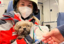 D: Küchenbrand mit Rauchgasdurchzündung → drei Verletzte → Hund mit Sauerstoff versorgt
