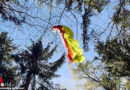 Oö: Paragleiter von Höhenrettern in Ternberg aus Baum gerettet