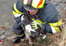 Stmk: Abgängiger Hund nach zwei Tagen gerettet (Großlobming)