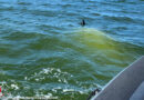 D: Gekenterte Jolle mit zwei Personen im Wasser in Wiek