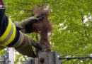 D: Eichhörnchen steckt in Bomlitz in quadratischem Zaunpfeiler fest