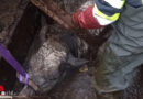 Stmk: Aufwendige Rettung eines in Jauchegrube gestürzten Kalbes in Großlobming