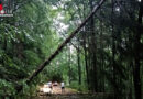 Oö: Umgestürzte Bäume blockieren die Straße in Oberdambach in Garsten