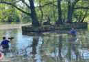 D: Gänserettung im Volkspark in Oberhausen