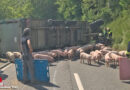 D: Traktorgespann mit lebenden Schweinen kippt bei Ralingen auf entgegenkommendes Fahrzeug