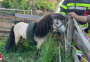 Stmk: Pony steckt in Autoreifen fest