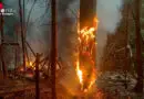 D: Waldbrand in Stuttgart → neues Tanklöschfahrzeug-Waldbrand eingesetzt