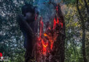 D: Brennender Baumstupf mitten im Naturschutzgebiet in Essen