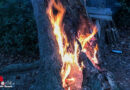 D: Baumstumpf brennt im Waldstück in Essen