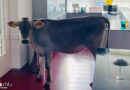Schweiz: Tierischer Polizeieinsatz → Kuh in der Mensa