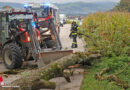 Oö: Baum in Wartberg an der Krems von Bachbett des Bogenmüllerbachs auf Straße gestürzt