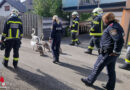 Oö: Lotsender Spaziergang mit Schwanenfamilie, Feuerwehr und Polizei in Laakirchen