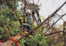 Nö: Abgebrochener Baum drohte Bach in Biedermannsdorf aufzustauen