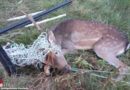 D: Hirsch mit Geweih in mehreren Metern Weidezaun verheddert