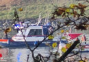 Oö: Großalarm auf der Donau → Drachenboot bei Ottensheim gekentert