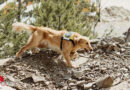 Die Suche nach vermissten Personen → Rettungshunde NÖ verfolgen die Spuren und retten leben