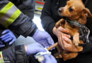 Wien: Chihuahua am Hauptbahnhof bei Rolltreppe eingeklemmt