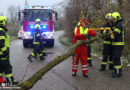 Oö: Umgestürzter Baum sorgte für Einsatz der Feuerwehr in Marchtrenk