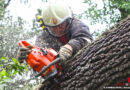 Tirol: Mann (86) hält in Landeck mit Pkw vor umgestürzten Baum und wird von weiteren Baum erschlagen