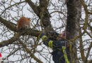 Oö: Katze am Baum in Wels