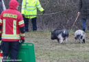 D: Schwieriges Einfangen samt Hechtsprung für Minischweine in Egestorf