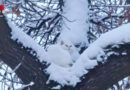 Bayern: Die weiße Katze am verschneiten Baum