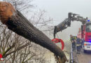 Oö: Feuerwehr fischt verklausenden Biber-Baum aus Brückenbereich in Alkoven