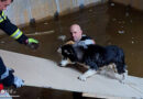 D: Husky in Gießen aus Becken befreit