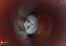 Oö: Katze in Rohr & Katze in Baum am gleichen Tag in Sierning