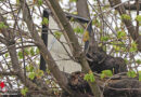 Oö: Bergung eines Dachfenster aus einem Baum in Wels