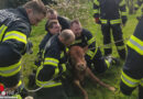 Oö: Zwei entlaufene Jungstiere in Neuhofen im Innkreis