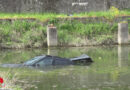 D: Trailergespann samt Auto und Jetski im Yacht-Hafen Wörth versunken