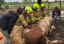 D: Pferd im Matsch in Ratingen