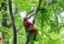 Oö: Paragleiter in rund 10 m Höhe im Baum in Ternberg