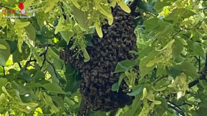 D: Feuerwehr Detmold sammelt Bienenvolk vom Baum ein