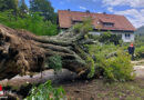 D: Wind legt mächtigen Kastanienbaum in Detmold flach
