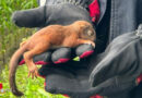 Stmk: Feuerwehr Fladnitz im Raabtal rettet drei Eichhörnchen-Babys aus hohlem Baum