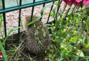 D: Igel klemmt in Moers zwischen Zaungitterstäben fest