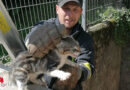 Ktn: Katzen in Notlage und Igel in Loch für Schirmständer in Villach