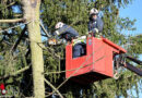 Nö: Baum auf Stromleitung in Groß Siegharts