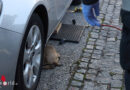 Oö: Junges, in Wels unter Auto steckendes Reh mit Hebenkissen-Einsatz befreit