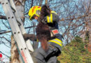 Nö: In Astgabel klemmende Katze von Feuerwehr Biedermannsdorf befreit