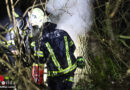 Oö: Brand in hohlem Baum in Wels